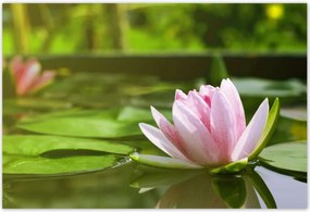 Poszterek 185x125 Vízi liliom
