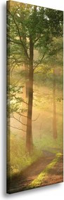Vászonkép Napfény Erdő Ösvény Természet 40x120 cm