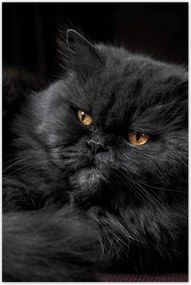 Poszterek 60x90 Cica Cicák