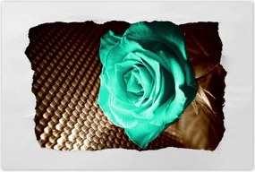 Poszterek 60x40 Türkiz rózsa szépia