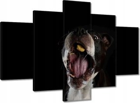 Képek 150x105 Amstaff Evés Kutya