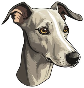 PIPPER. Matrica Whippet Méret: 60cm