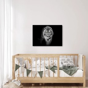 Kép - Sárga szemű tigris (70x50 cm)