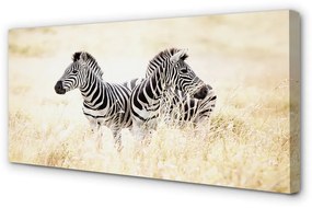 Canvas képek zebra box 100x50 cm