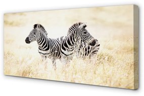 Canvas képek zebra box 140x70 cm