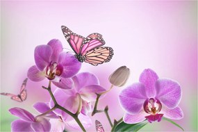 Kép - Pillangó orchidea virágon, lila (90x60 cm)