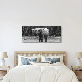 Kép - Skót tehén 3, fekete-fehér (120x50 cm)
