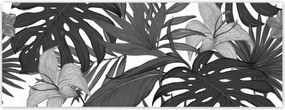 Fotótapéta 250x93 Fekete-fehér monstera