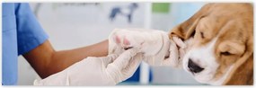 Poszterek 200x66 Állatorvos kutya mancs