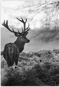 Poszterek 135x200 Szarvas a rikkancson