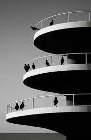 Poszter 53x81cm Holló árnyalatok