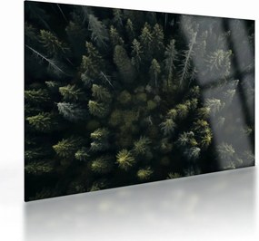 Üveg kép - Forest (70x50 cm)