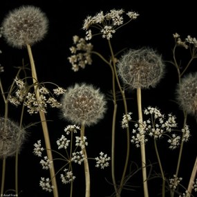 Poszter 20x20cm Réti virágok, Assaf Frank