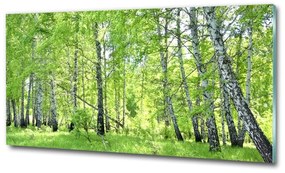 Egyedi üvegkép Nyírfa erdő osh-84161730