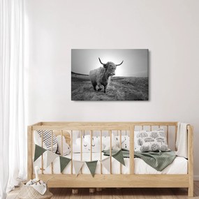 Kép - Skót tehén, fekete-fehér (90x60 cm)