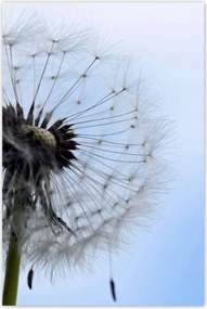 Poszterek 80x120 Hétköznapi pitypang