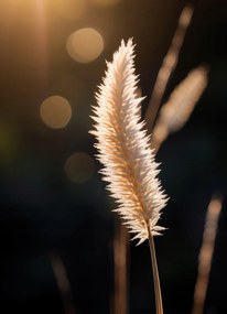 Poszter 20,5x28,4cm Arany fény