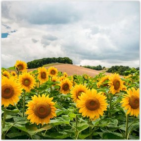 Poszterek 140x140 Tåjkép napraforgókkal