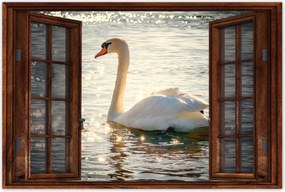 Poszterek 60x40 Hattyú a tavon