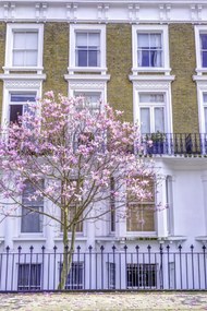 Poszter 40x60cm Magnóliafa a londoni ház előtt, Assaf Frank