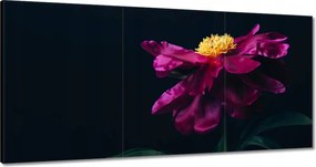 Vászonkép 180x90 Gyönyörű Rózsaszín Virág Astra