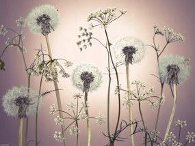 Poszter 40x30cm Réti virágok 3, Assaf Frank