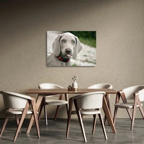 Kép - weimaraner kölyökkutya (üvegen) (70x50 cm)