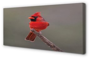 Canvas képek Piros papagáj egy ágon 120x60 cm