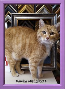 Klasszikus képkeret falra és asztalra, 15x21 cm