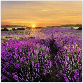 Poszterek 50x50 Levendula naplemente