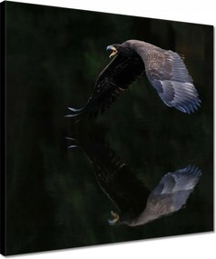 Vászonkép 40x40 Madarak