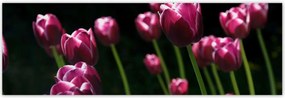 Poszterek 200x66 Lila tulipánok