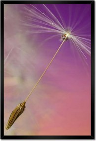 Poszterek keretben 40x60 Pitypang Virág Virágok