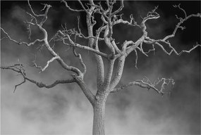 Fotótapéta Flizelina Nappali és Hálószoba Irodába Ködös fa 104x70 Ragasztó