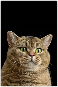 Poszter 60x90 Skót cica