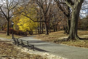 Poszter 30x20cm Ösvény a Central Parkon át, Assaf Frank