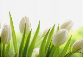 Flizelin tapéta falra Prémium fehér tulipánok 152x104