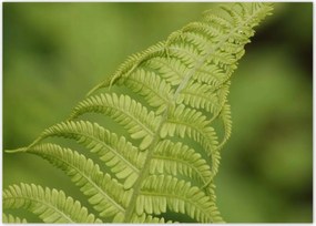 Poszterek 70x50 Páfrányok Erdő Zöld levél