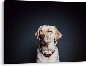Labrador képe (70x50 cm)