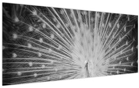 Kép - Fehér páva (120x50 cm)