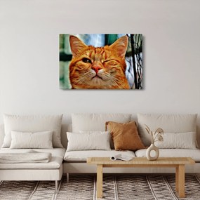Egy pislogó macska képe (90x60 cm)
