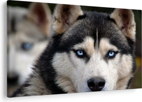 Husky kutya kép (90x60 cm)