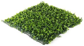 Hawaj Buxus High Premium műsövény | 100 x 100 cm
