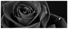 Kép - Bíborvörös rózsa (120x50 cm)