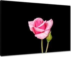 Vászonkép 100x70 Rózsaszín rózsabimbó
