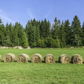 Poszter 20x20cm Szénakazalok a fűben, Assaf Frank