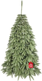 Kaukázusi lucfenyő 2D 220 cm