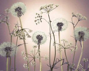 Poszter 50x40cm Réti virágok 3, Assaf Frank