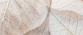 Kép - Bézs levelek (120x50 cm)