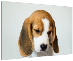 Beagle képe (90x60 cm)